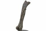 Hadrosaur (Hypacrosaur) Femur with Metal Stand - Montana #227775-5